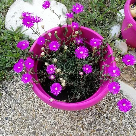Lovely & Garden - Pres Des Plages Daire Cagnes-sur-Mer