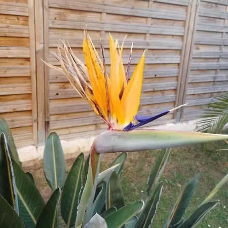 Daire Lovely & Garden - Pres Des Plages Cagnes-sur-Mer